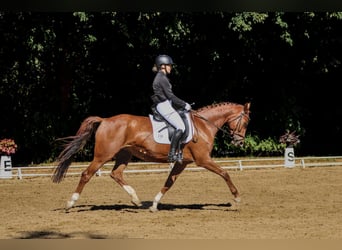 Hanoverian, Mare, 8 years, 16.1 hh, Chestnut