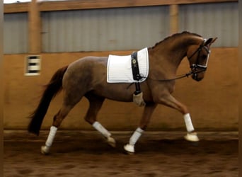 Hanoverian, Mare, 8 years, 16.1 hh, Chestnut-Red