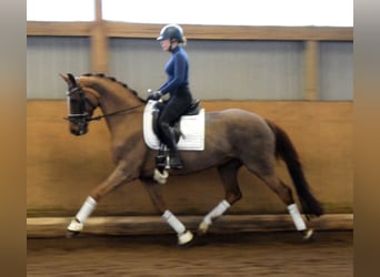 Hanoverian, Mare, 8 years, 16.1 hh, Chestnut-Red