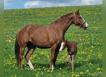 Hanoverian, Mare, 8 years, 16.1 hh, Chestnut-Red
