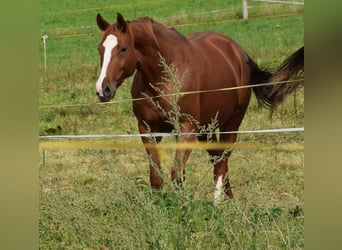 Hanoverian, Mare, 8 years, 16.1 hh, Chestnut-Red