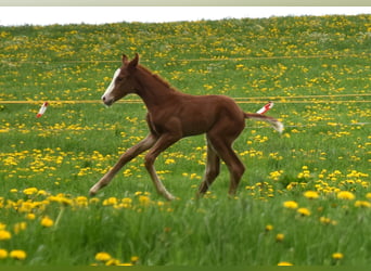 Hanoverian, Mare, 8 years, 16.1 hh, Chestnut-Red