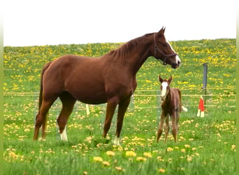 Hanoverian, Mare, 8 years, 16.1 hh, Chestnut-Red