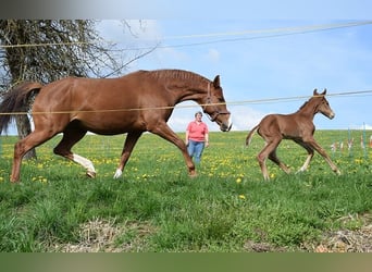 Hanoverian, Mare, 8 years, 16.1 hh, Chestnut-Red