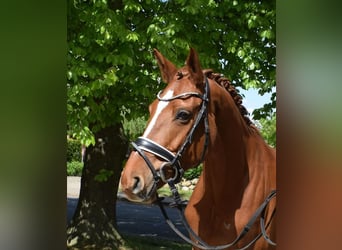 Hanoverian, Mare, 8 years, 16.1 hh, Chestnut-Red