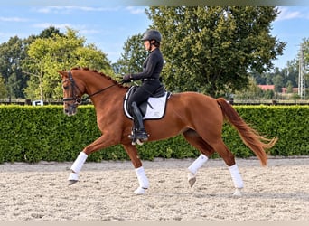 Hanoverian, Mare, 8 years, 16.1 hh, Chestnut-Red