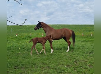 Hanoverian, Mare, 8 years, 16.1 hh, Chestnut-Red