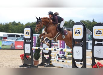 Hanoverian, Mare, 8 years, 16.1 hh, Chestnut-Red