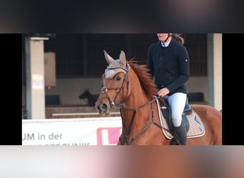 Hanoverian, Mare, 8 years, 16.1 hh, Chestnut-Red