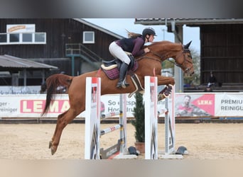 Hanoverian, Mare, 8 years, 16.1 hh, Chestnut-Red