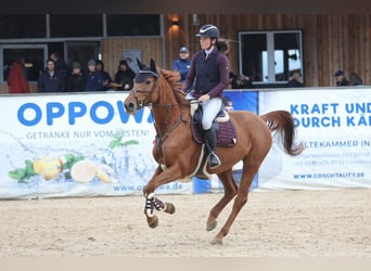 Hanoverian, Mare, 8 years, 16.1 hh, Chestnut-Red