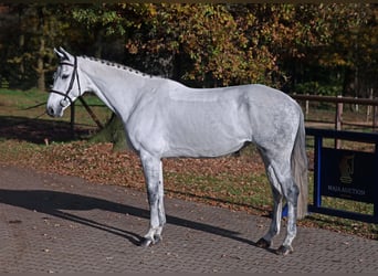 Hanoverian, Mare, 8 years, 16,1 hh, Gray