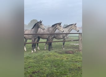 Hanoverian, Mare, 8 years, 16.1 hh, Grey