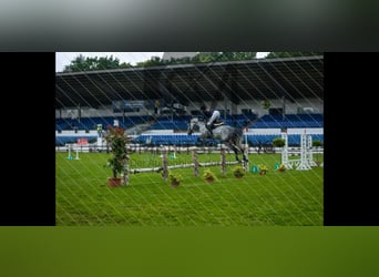 Hanoverian, Mare, 8 years, 16.1 hh, Grey-Dapple