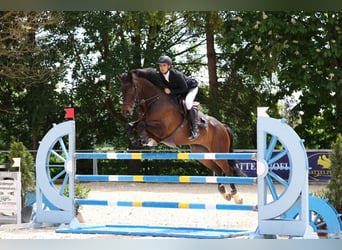 Hanoverian, Mare, 8 years, 16,2 hh, Bay-Dark