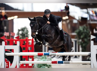 Hanoverian, Mare, 8 years, 16,2 hh, Bay-Dark