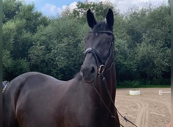 Hanoverian, Mare, 8 years, 16.2 hh, Black