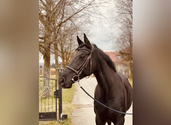 Hanoverian, Mare, 8 years, 16,2 hh, Black