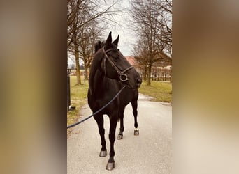 Hanoverian, Mare, 8 years, 16,2 hh, Black