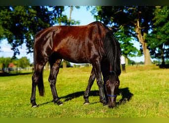 Hanoverian, Mare, 8 years, 16.2 hh, Black