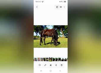Hanoverian, Mare, 8 years, 16.2 hh, Black