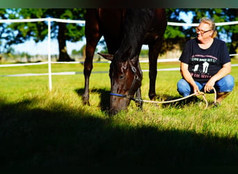 Hanoverian, Mare, 8 years, 16.2 hh, Black