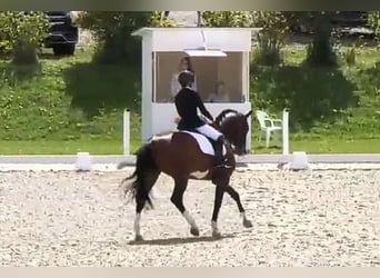 Hanoverian, Mare, 8 years, 16.2 hh, Brown