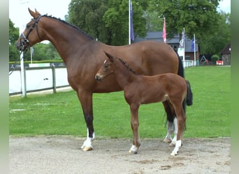 Hanoverian, Mare, 8 years, 16.2 hh, Brown