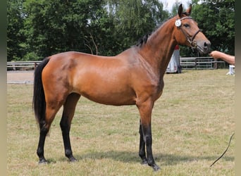 Hanoverian, Mare, 8 years, 16.2 hh, Brown