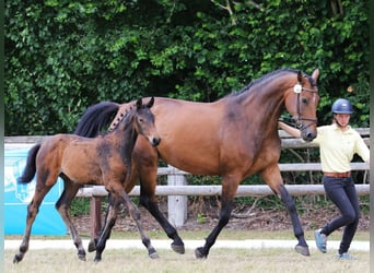 Hanoverian, Mare, 8 years, 16.2 hh, Brown