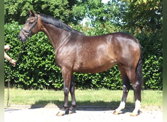 Hanoverian, Mare, 8 years, 16.2 hh, Brown