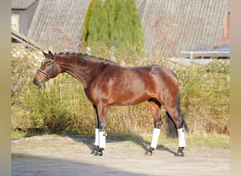 Hanoverian, Mare, 8 years, 16,2 hh, Brown