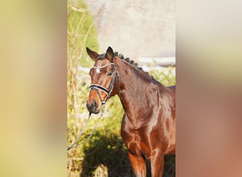 Hanoverian, Mare, 8 years, 16,2 hh, Brown