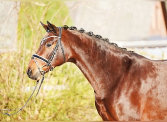 Hanoverian, Mare, 8 years, 16,2 hh, Brown