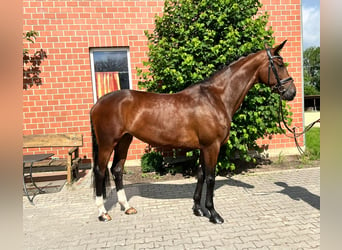 Hanoverian, Mare, 8 years, 16.2 hh, Brown