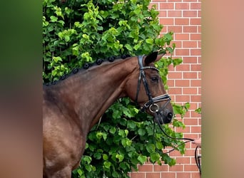 Hanoverian, Mare, 8 years, 16.2 hh, Brown