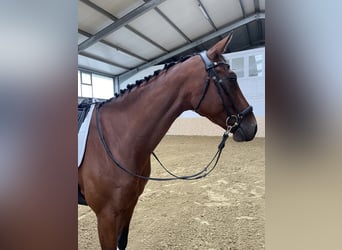 Hanoverian, Mare, 8 years, 16.2 hh, Brown-Light