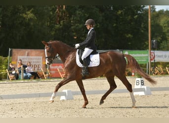 Hanoverian, Mare, 8 years, 16.2 hh, Chestnut