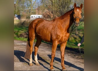 Hanoverian, Mare, 8 years, 16.2 hh, Chestnut-Red