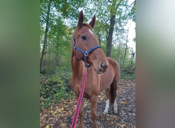 Hanoverian, Mare, 8 years, 16.2 hh, Chestnut-Red