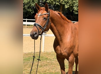 Hanoverian, Mare, 8 years, 16.2 hh, Chestnut-Red