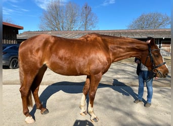 Hanoverian, Mare, 8 years, 16,2 hh, Chestnut-Red