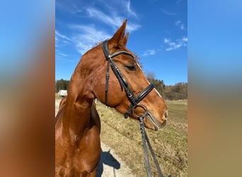 Hanoverian, Mare, 8 years, 16,2 hh, Chestnut-Red