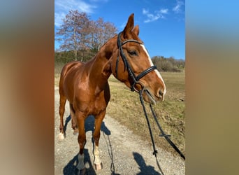 Hanoverian, Mare, 8 years, 16,2 hh, Chestnut-Red