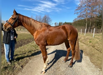 Hanoverian, Mare, 8 years, 16,2 hh, Chestnut-Red