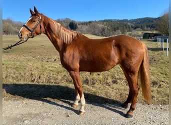 Hanoverian, Mare, 8 years, 16,2 hh, Chestnut-Red