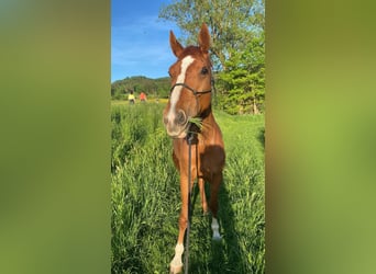 Hanoverian, Mare, 8 years, 16,2 hh, Chestnut-Red