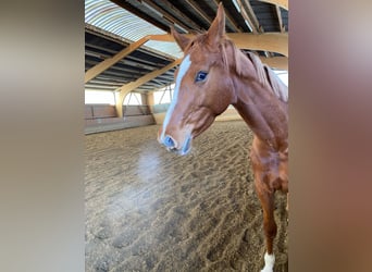 Hanoverian, Mare, 8 years, 16,2 hh, Chestnut-Red