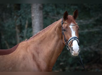 Hanoverian, Mare, 8 years, 16.2 hh, Chestnut-Red