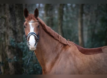 Hanoverian, Mare, 8 years, 16.2 hh, Chestnut-Red